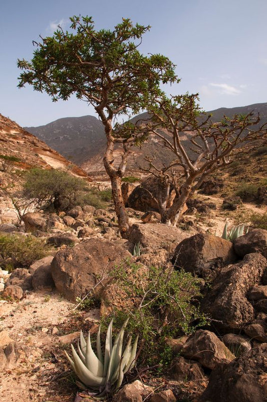 Frankincense Essential Oil and Shea Butter for Glowing Skin